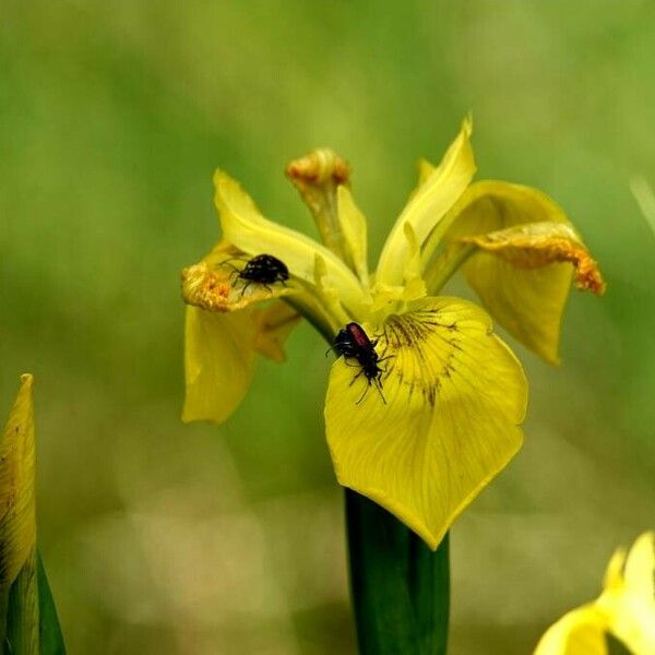 Iris pseudacorus Bloem