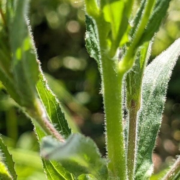 Epilobium parviflorum বাকল