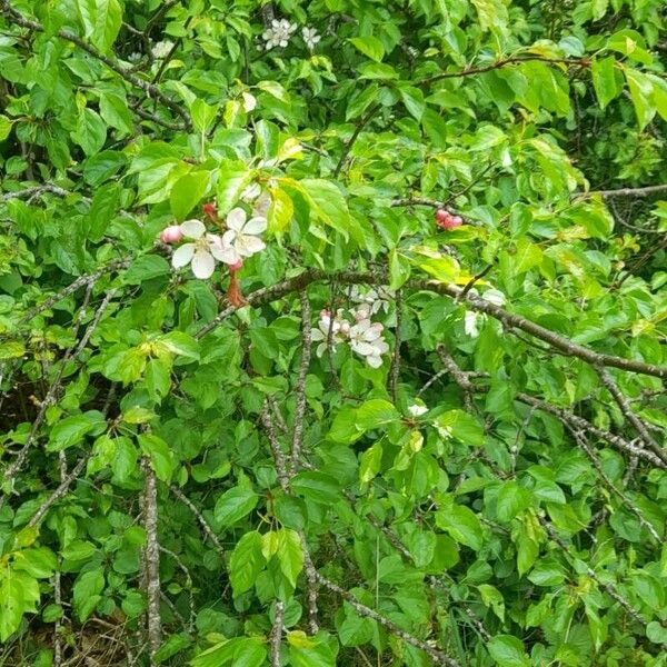 Malus sylvestris Habitat