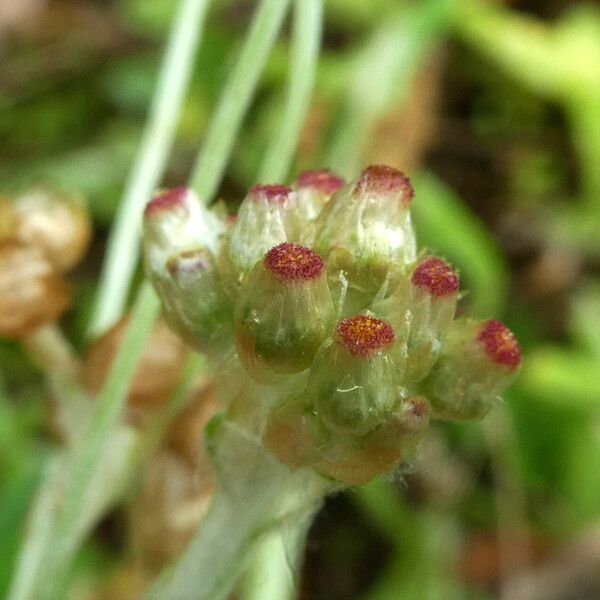 Pseudognaphalium luteoalbum फूल