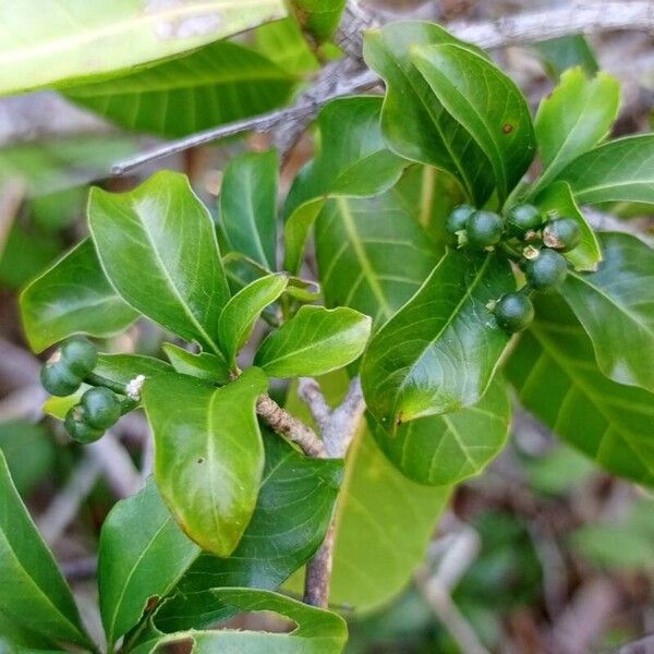 Coptosperma graveolens Lehti