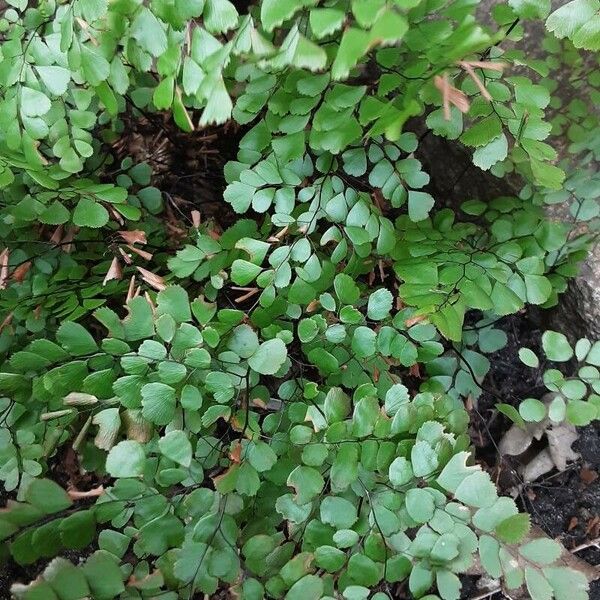 Adiantum raddianum Habitus