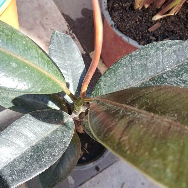 Ficus elastica Feuille