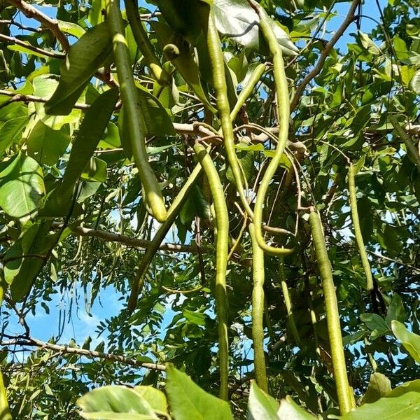 Cassia fistula Gyümölcs