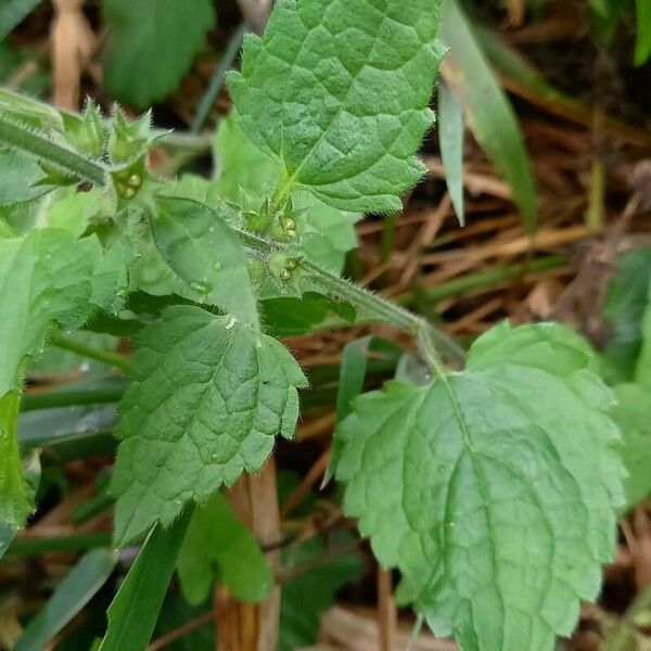 Stachys sylvatica Yaprak