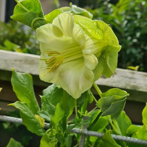 Cobaea scandens फूल