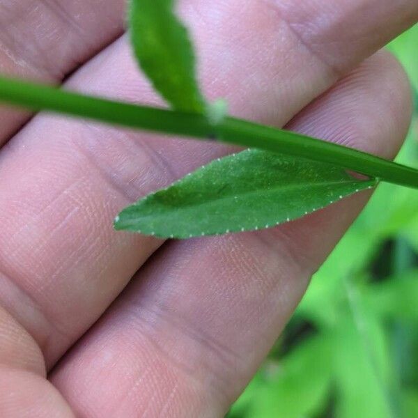 Lobelia spicata Deilen