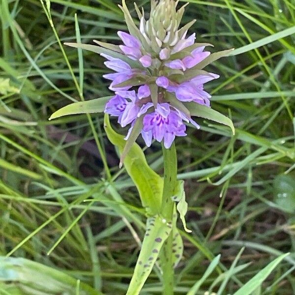 Dactylorhiza maculata Blomma