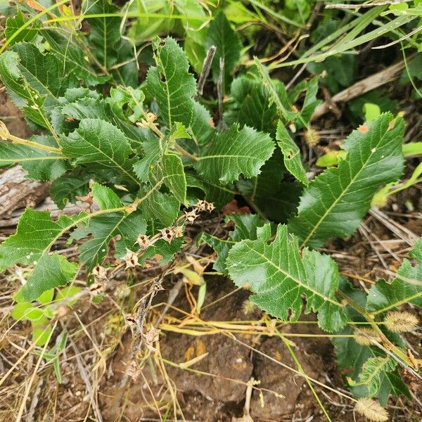 Pappea capensis Hoja