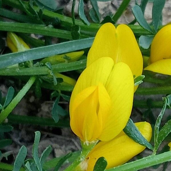 Cytisus fontanesii Flower