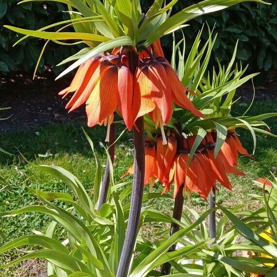 Fritillaria imperialis Costuma