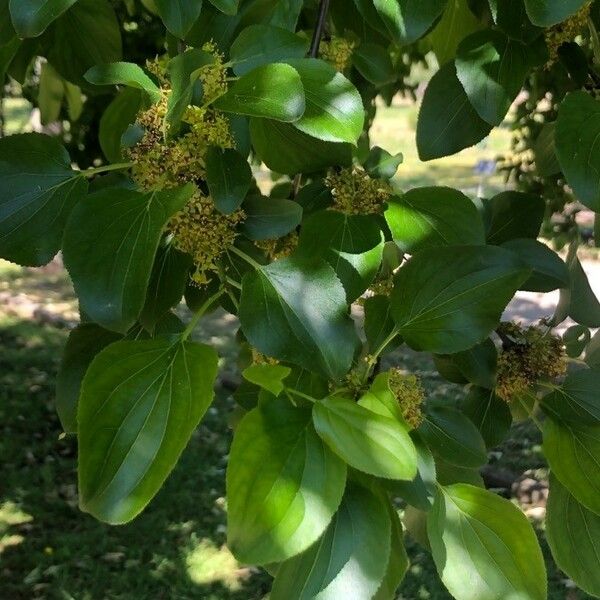 Rhamnus cathartica 葉