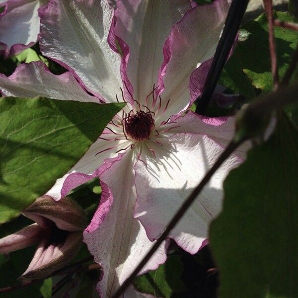 Clematis patens Bloem