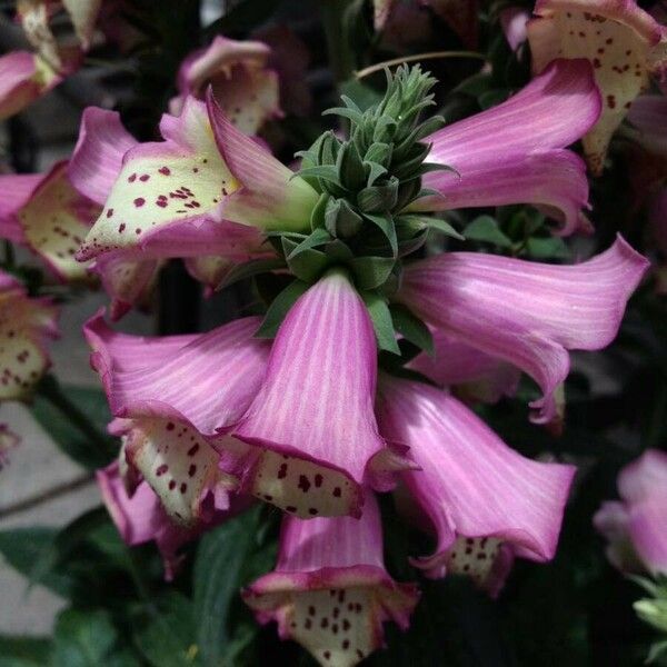 Digitalis purpurea फूल