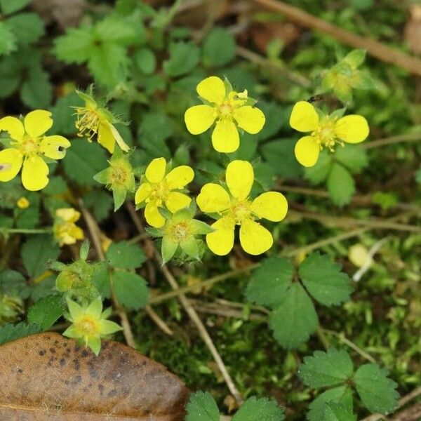 Potentilla riparia Кветка