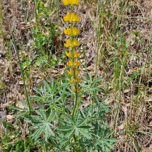 Lupinus luteus Характер