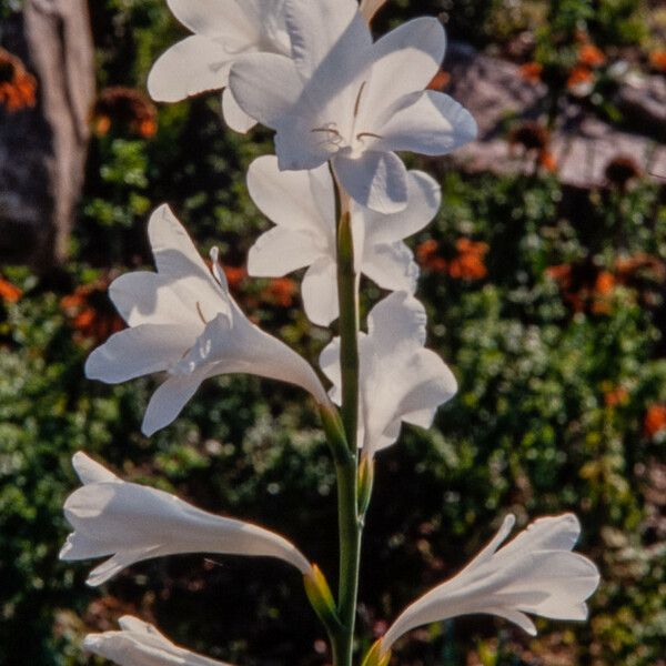 Watsonia borbonica 花