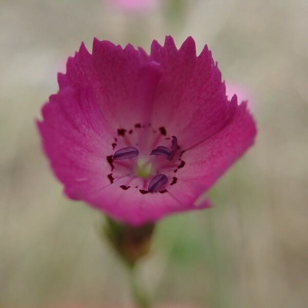 Dianthus scaber Flower