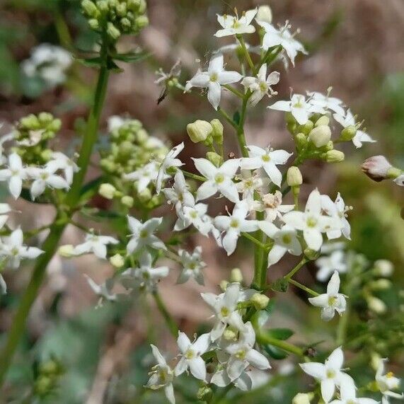 Galium mollugo Květ