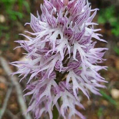 Orchis italica Flors