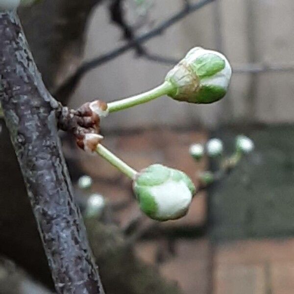 Prunus domestica Flor