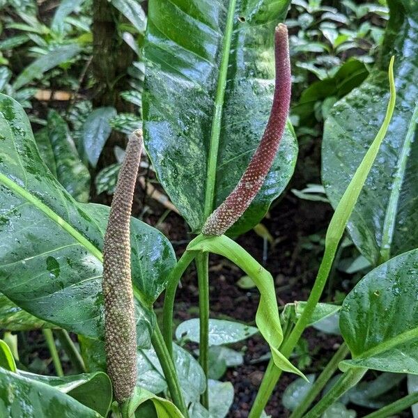 Anthurium martianum Flower