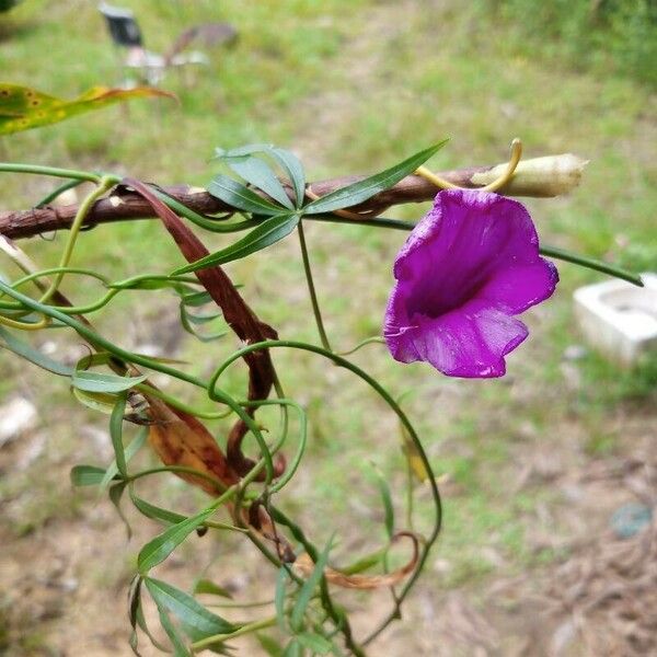 Ipomoea subrevoluta Λουλούδι