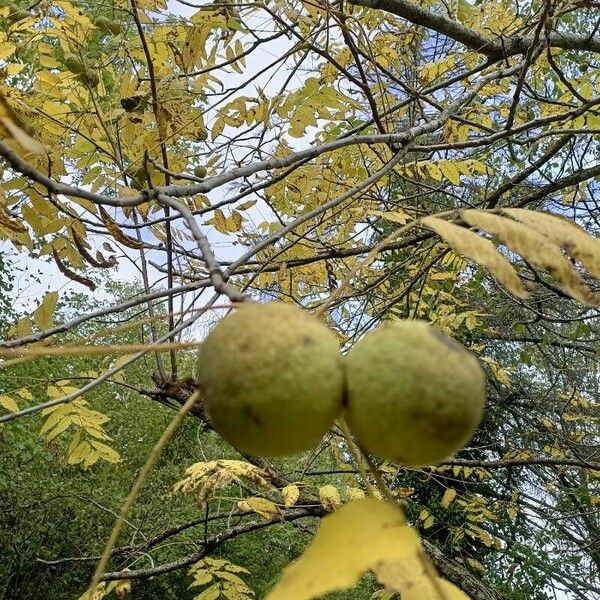 Juglans nigra Fruto