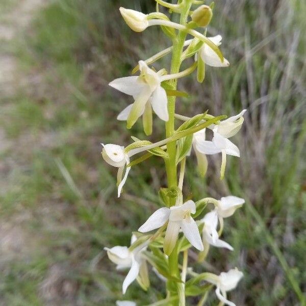 Platanthera bifolia 花