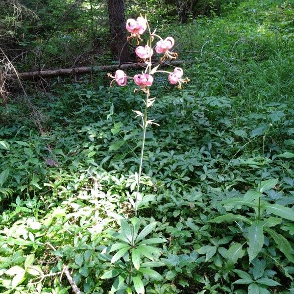 Lilium martagon 花