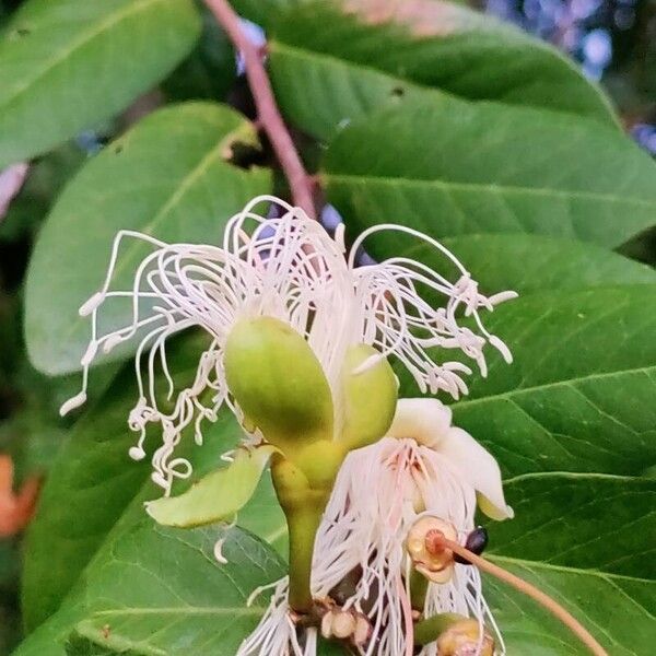 Morisonia flexuosa Flower