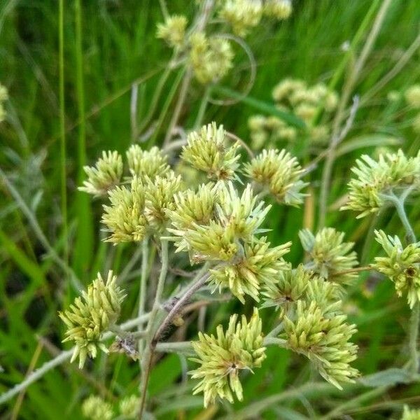 Achyrocline saturejoides Flower