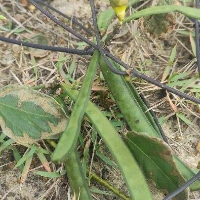 Vigna vexillata Fruit