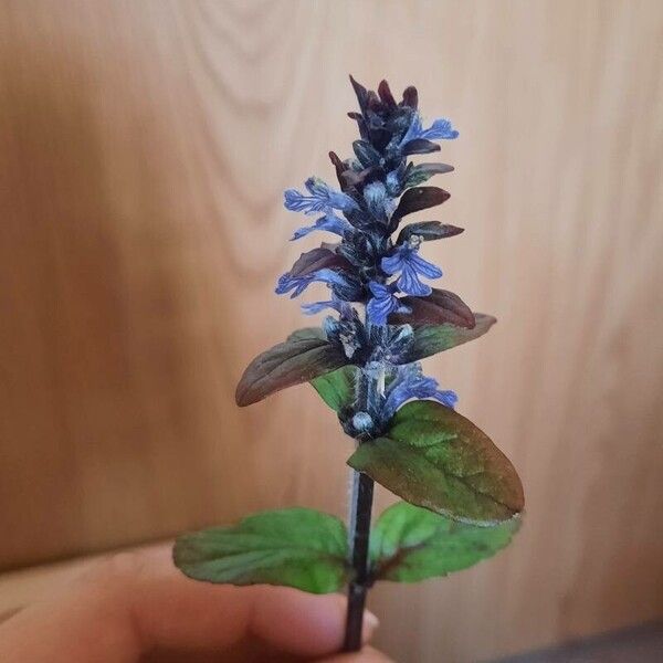 Ajuga reptans Blodyn