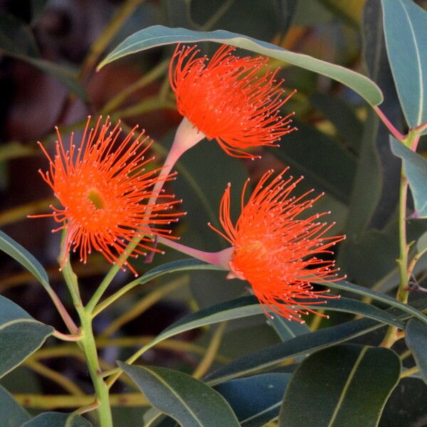 Corymbia ficifolia Flower