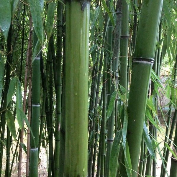 Phyllostachys bambusoides Rusca