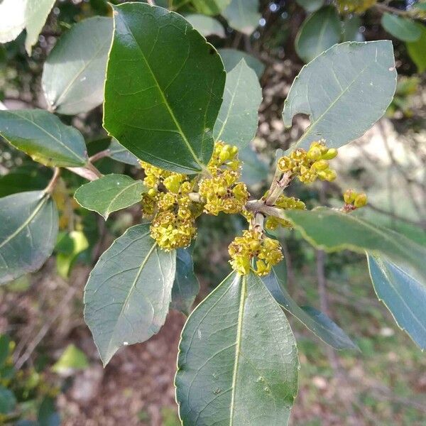 Rhamnus alaternus Blomst