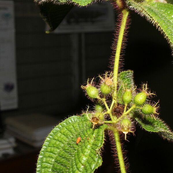 Miconia crenata Плод