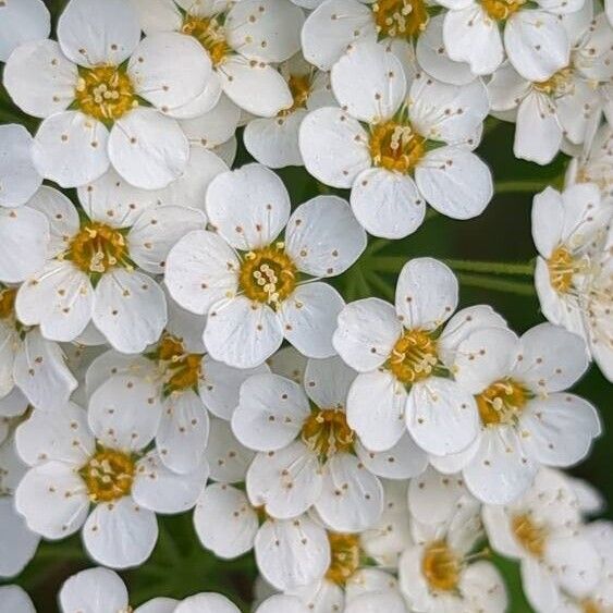 Spiraea chamaedryfolia Цвят