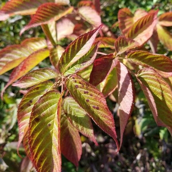 Rubus canadensis Leaf