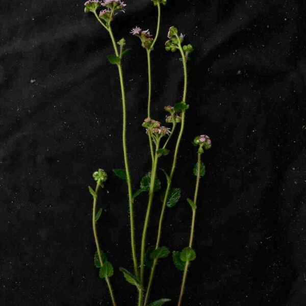 Conocliniopsis prasiifolia Flower