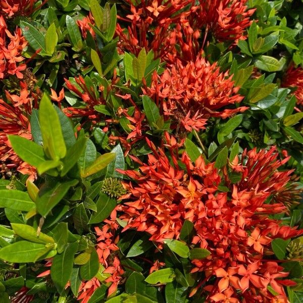 Ixora chinensis Blodyn