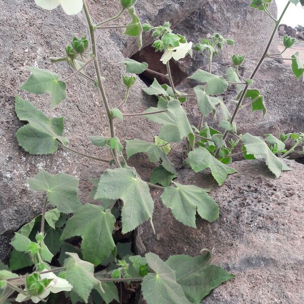 Hibiscus vitifolius Autre