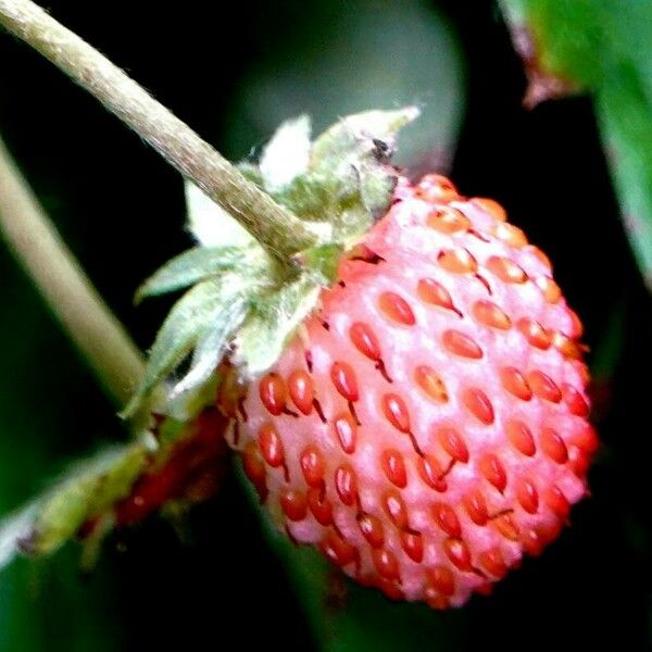 Fragaria vesca Gyümölcs