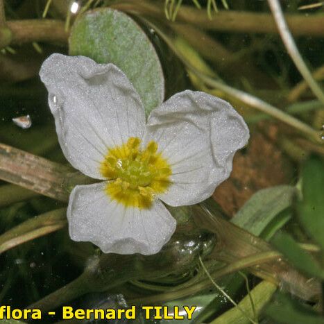 Luronium natans Flower