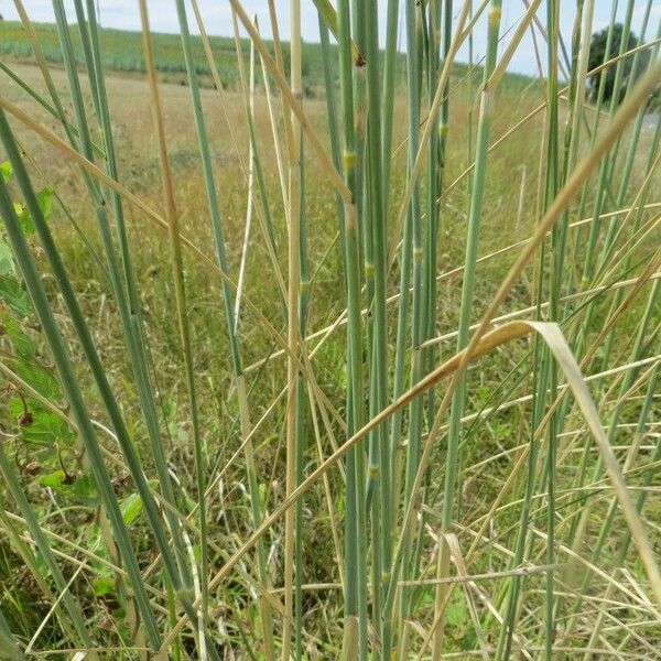 Elytrigia intermedia Лист