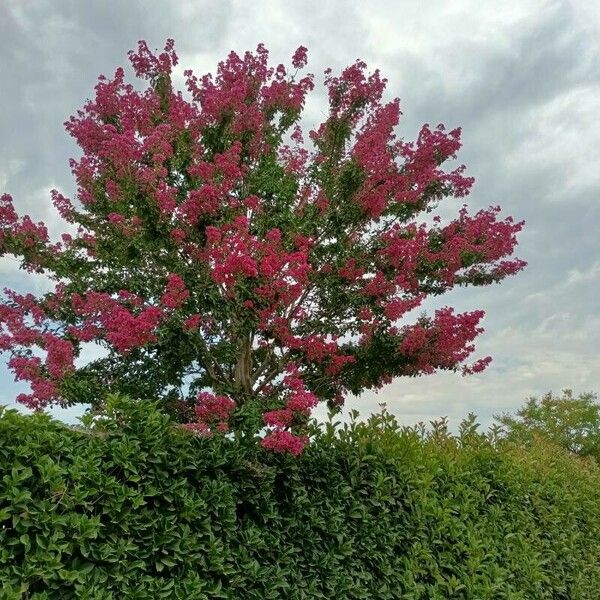 Lagerstroemia indica 整株植物