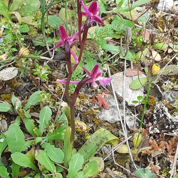 Orchis anatolica Habitat