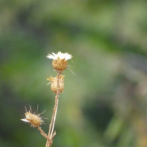 Centaurea melitensis Çiçek