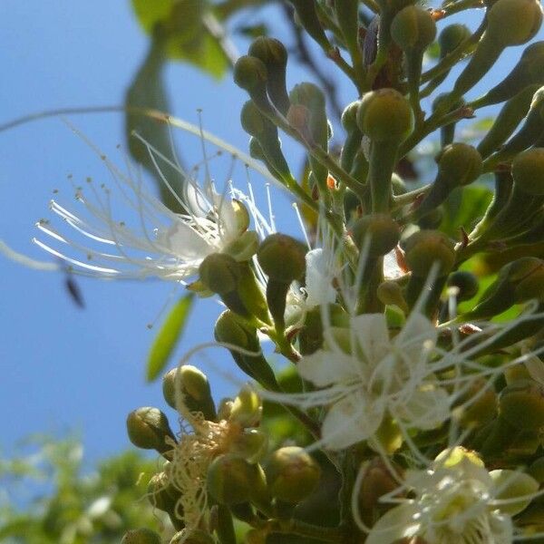 Campomanesia adamantium Flower